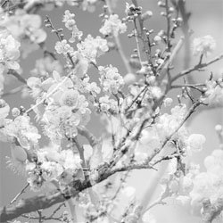 画像1: 菊池雅章Kikuchi Masabumi / Hanamichi -The Final Studio Recording Vol.2  [CD]] (RED HOOK)
